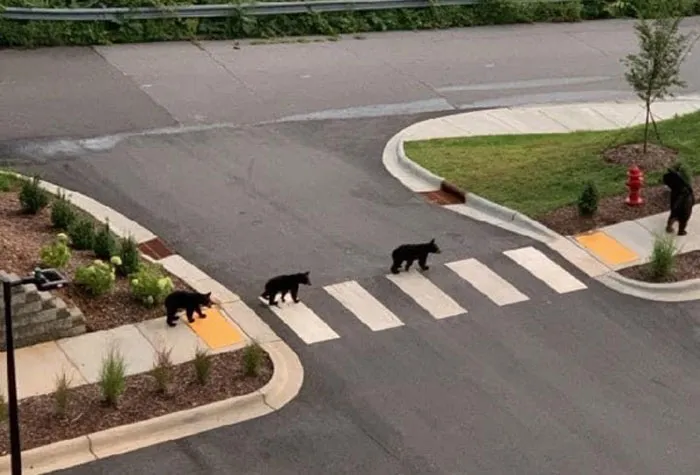 Bears Use Crosswalks Of Course