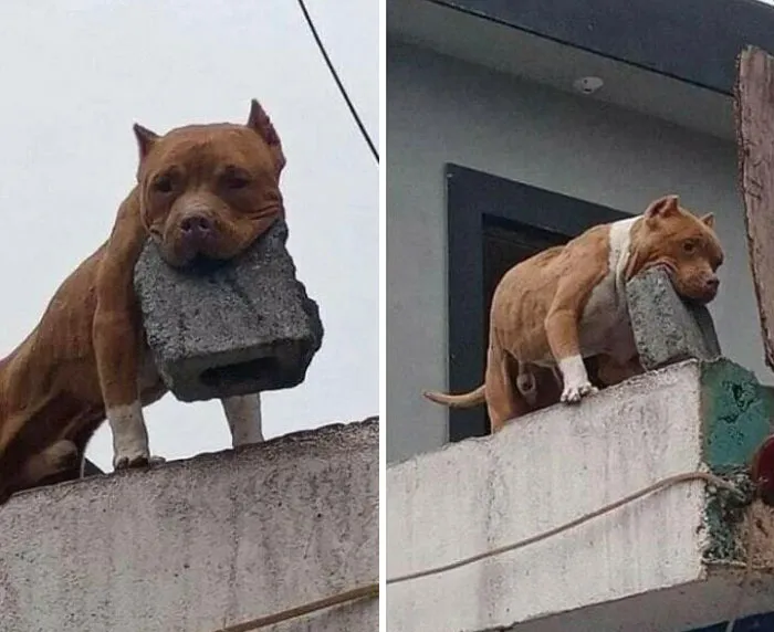 “Oye, ¿tu perro muerde?” “¡Qué va! ¡Solo lanza ladrillos!”