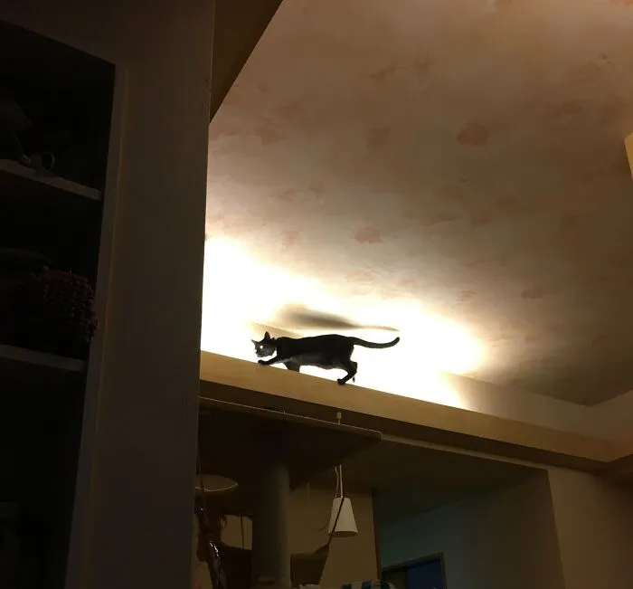 Ceiling Cat