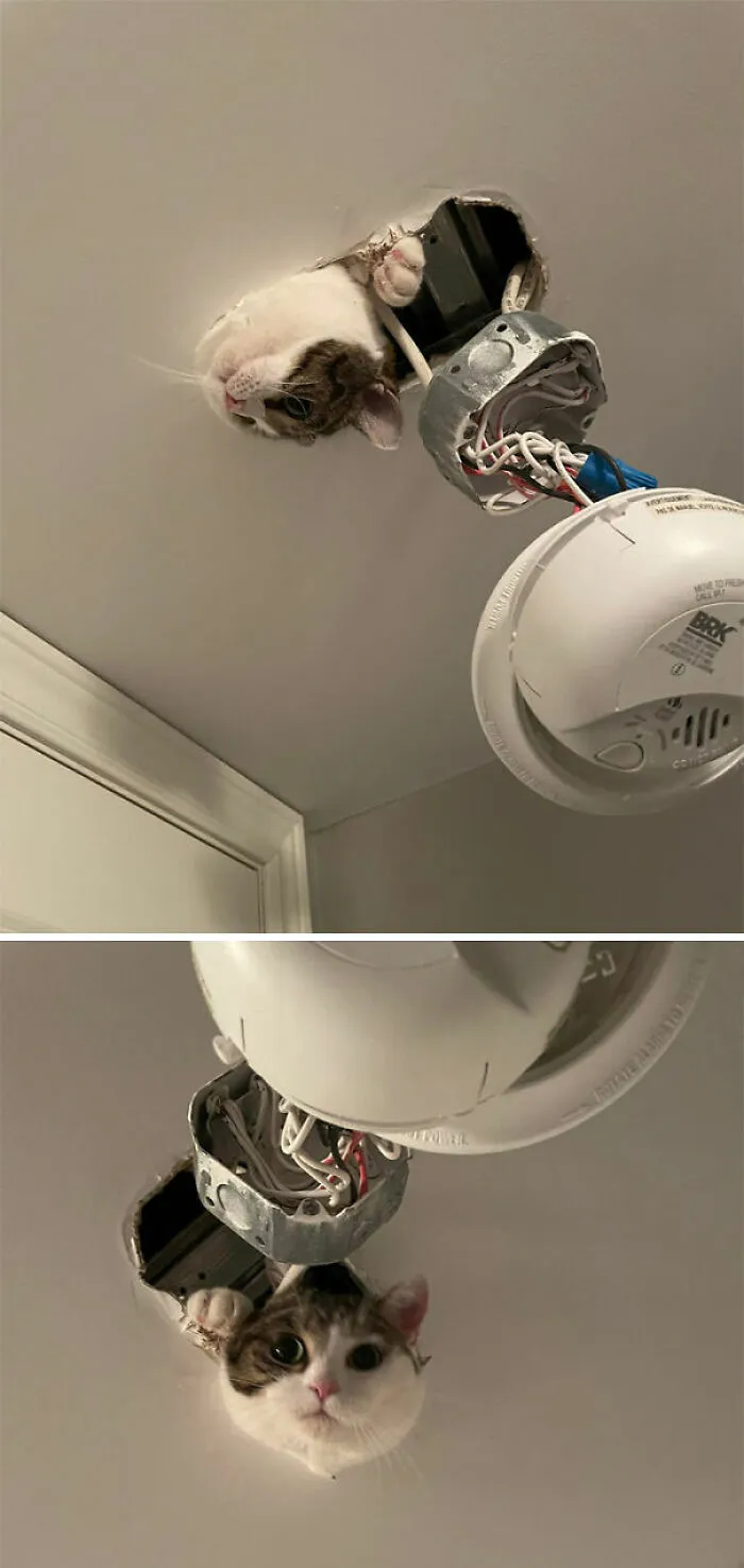 Winnie Got Stuck In The Ceiling Yesterday