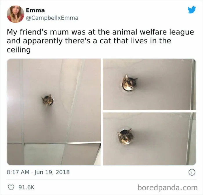 Ceiling Cat