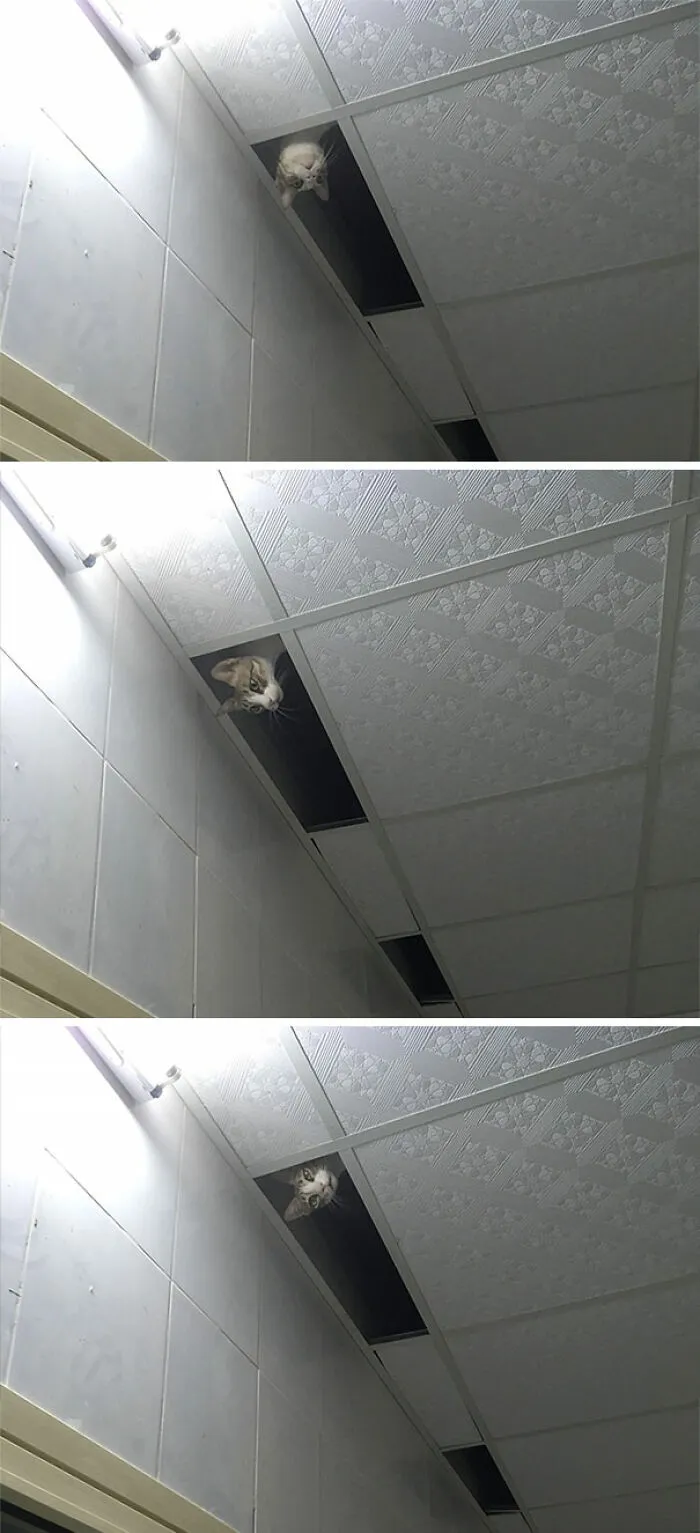 Cuando miré hacia arriba, encontré un shinobi
