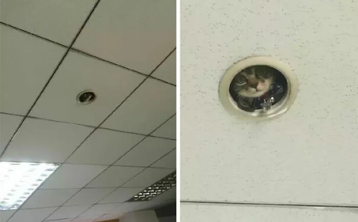 A Photo Sent By A Colleague
