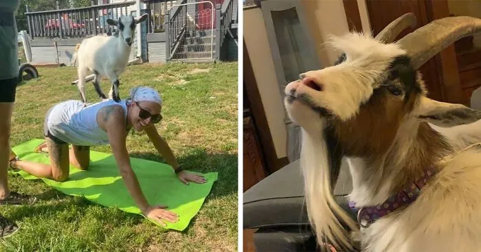 A New Kind Of Animal Rescue: Check Out These Cute Goats And Sheep