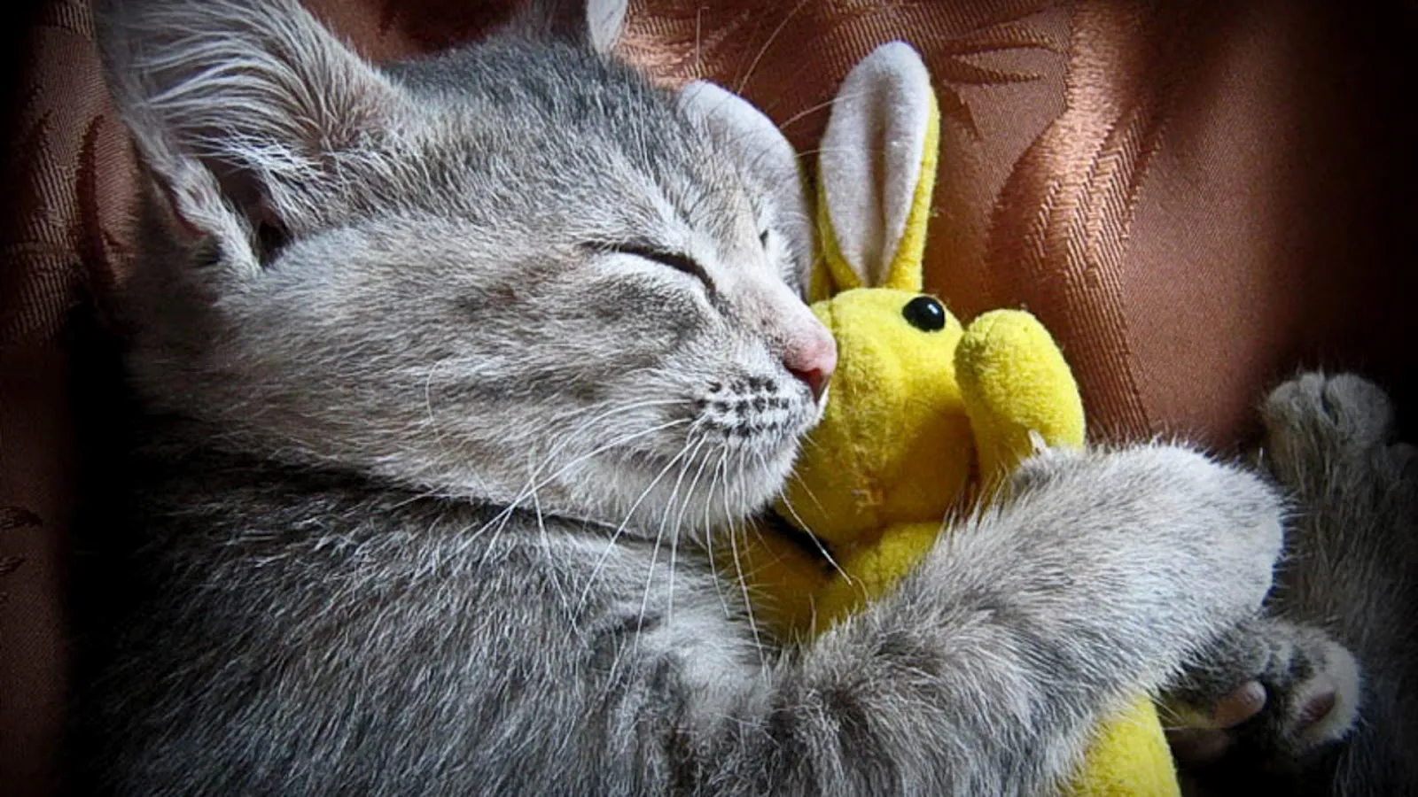 Hey Pandas Photoshop A Funny Picture Of This Cute Cat