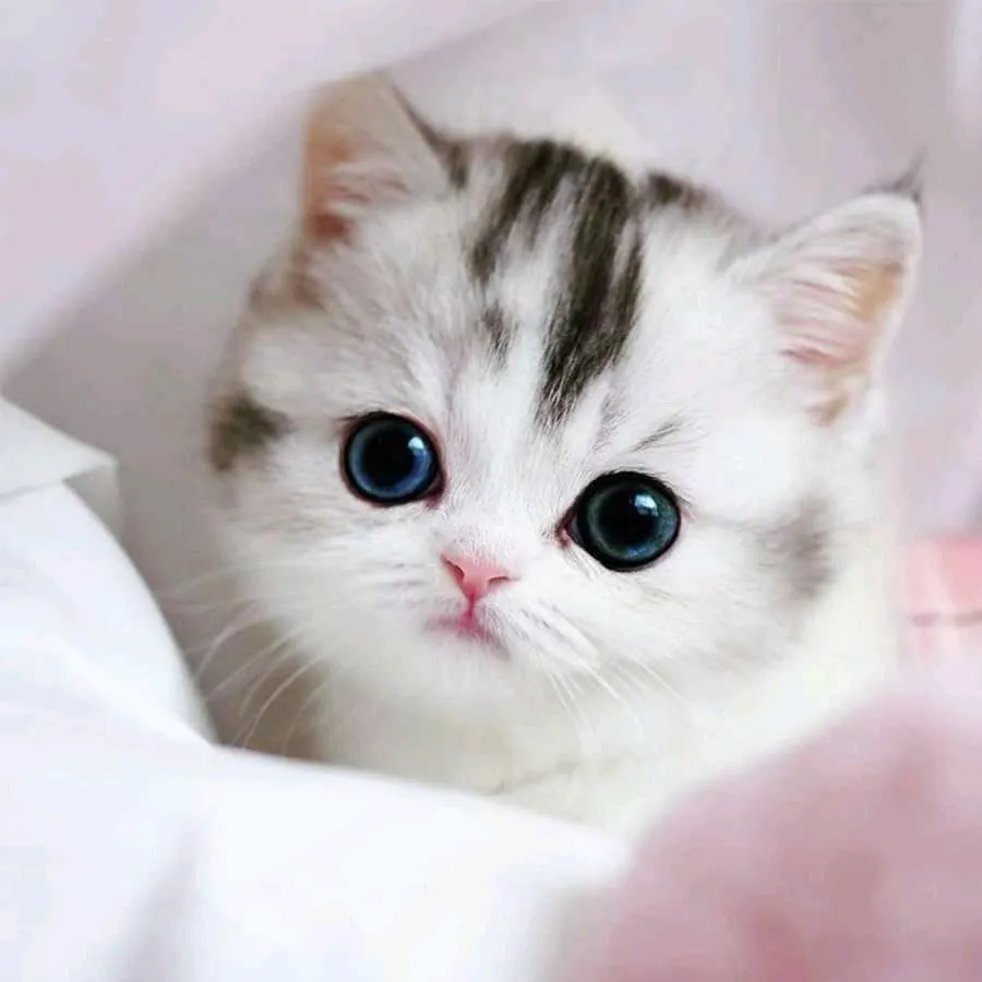Hey Pandas,photoshop This Photo Of A Cute Cat