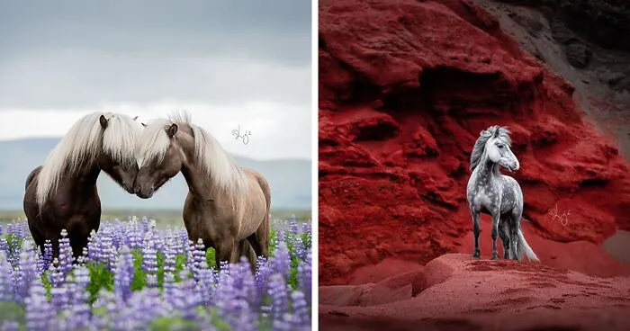 35 Pictures Of Beautiful Horses I Captured In Wild Icelandic Scenery (New Pics)