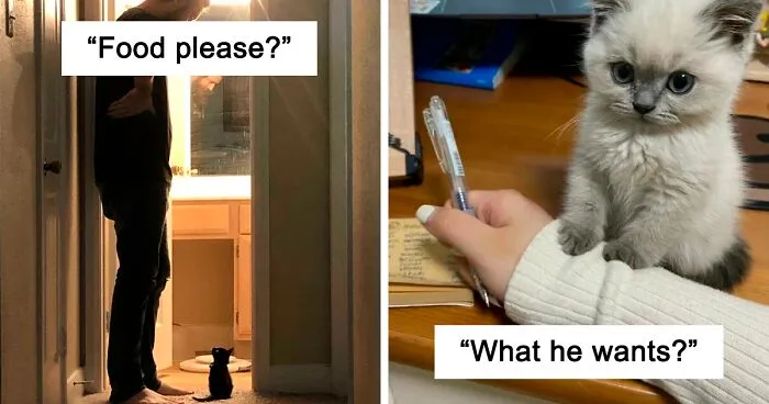 This Online Group Celebrates Kittens That Are 'Illegally Smol' And Here Are 50 Of The Most Adorable Ones (New Pics)