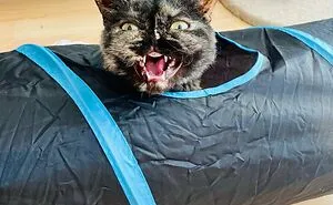 Hey Pandas, Post The Funniest Picture Of Your Pets (Closed)