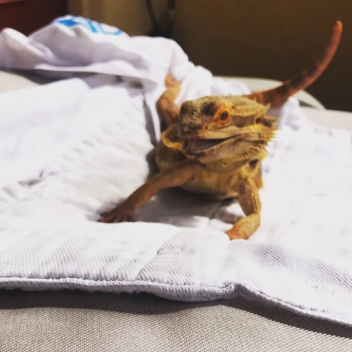 Happy Beardie