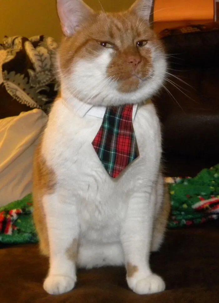 My Cat Vinnie, Found Him In Italy, Brought Him Home To The States. Quite The Dapper Kitty.