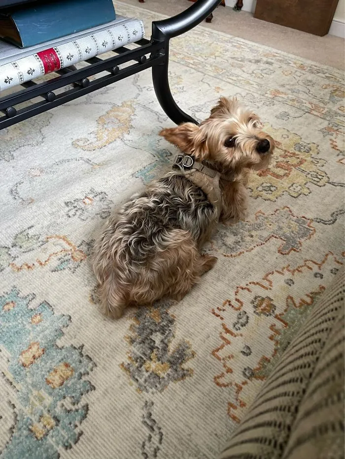 My Dear Little Brandy
