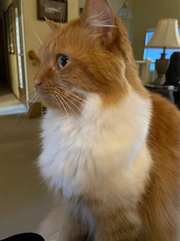 Teddy