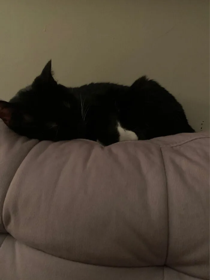 Lilly Sleeping