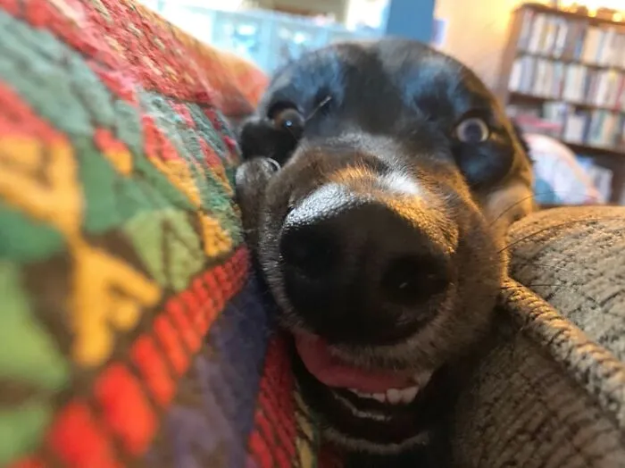 He’s A Derp