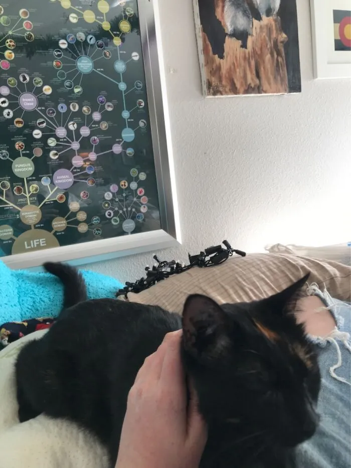 A Cute Lil Kitty, Pillows, Halloween Lights, A Wall, A Nerd Poster And Some Wall Decor