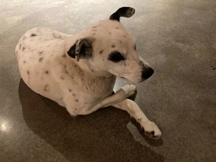 Sid Had Inflammation Of The Brain, And As A Result Always Crossed His Paws.