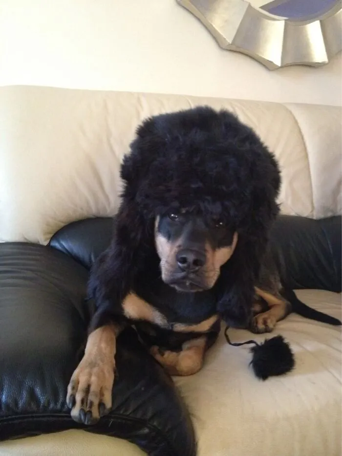 Something Is Up With His Head I Think
