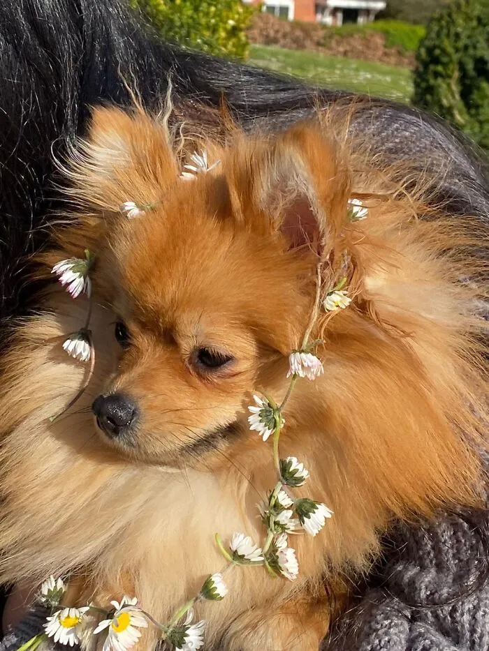 Rocket Wearing A Daisy Chain