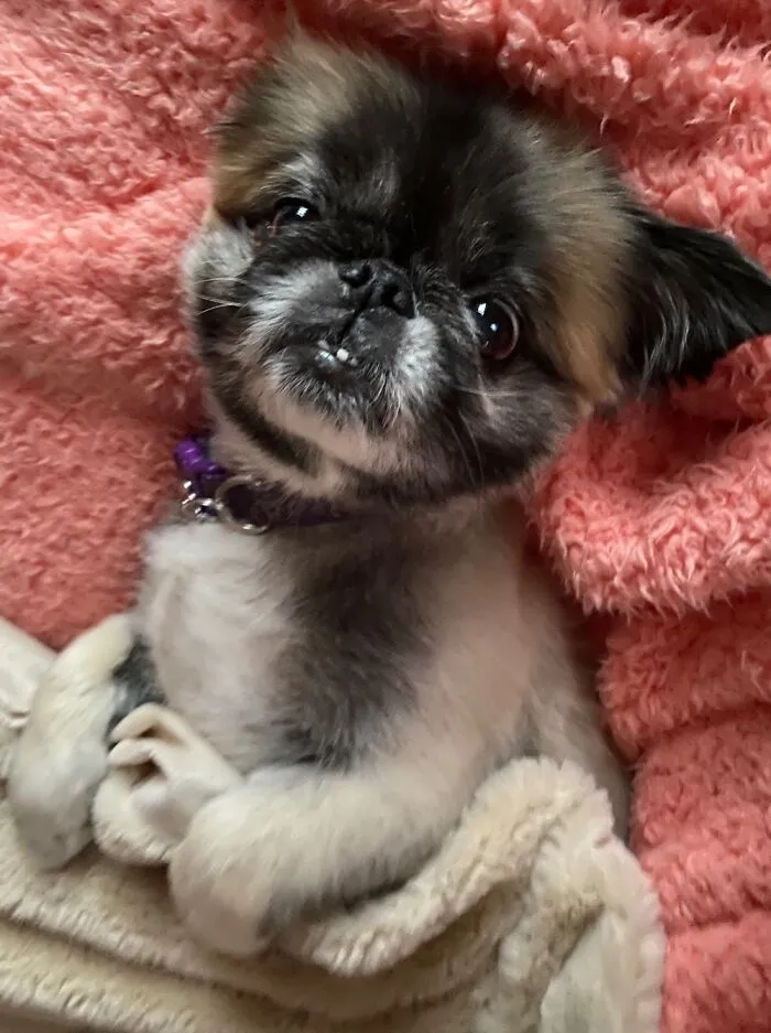 Here Is Zuzu Petals. Puppy Mill Rescue Living Her Best Life.  Love This Girl!