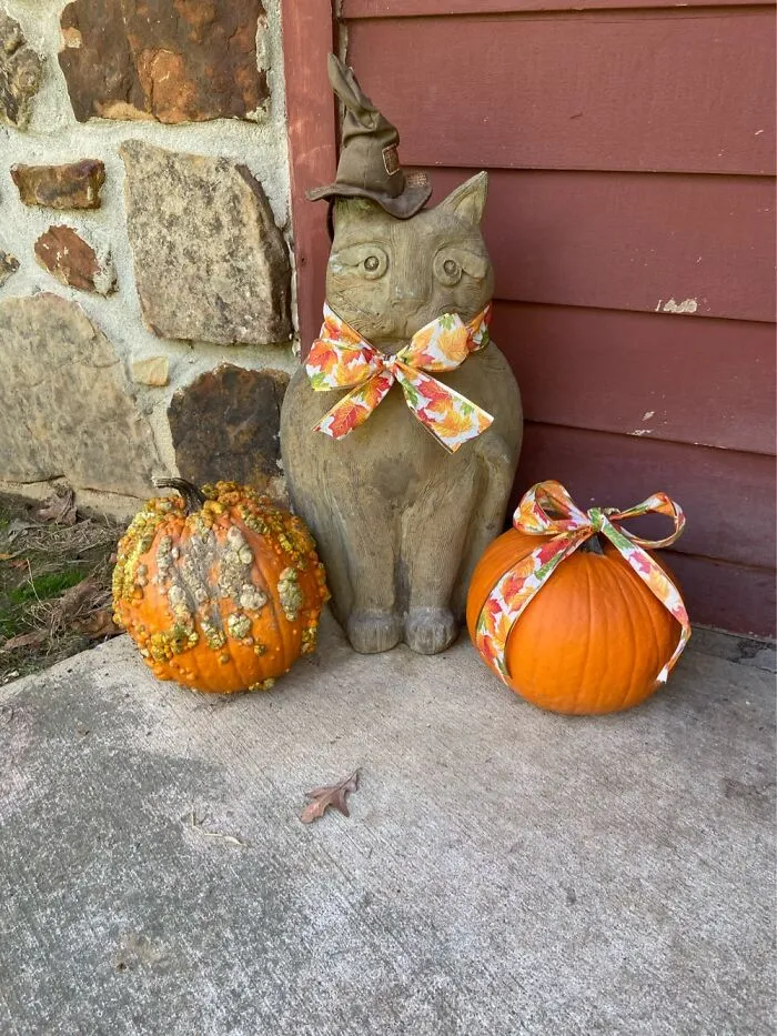 This Is Burbank, My House Cat, In His Sorting Hat!