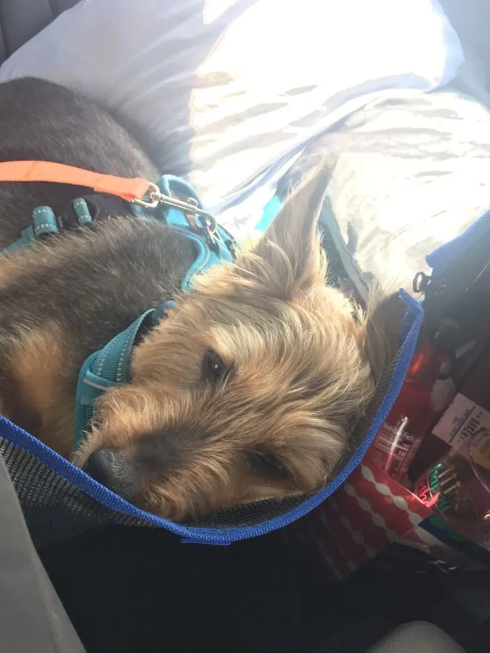 This Is How Our Pup Scout Rides In The Car- With His Own Pillow