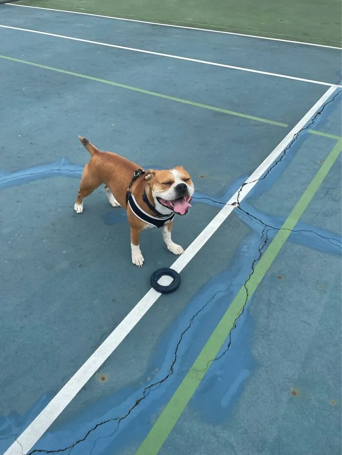 Probably The Cutest Pic Of My Dog I Have