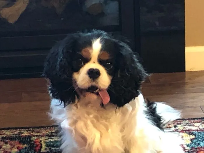 Cavi-Derp