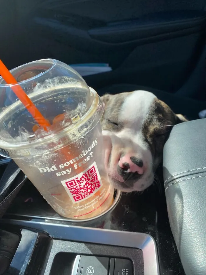 Being A Puppy Is Ruff Work
