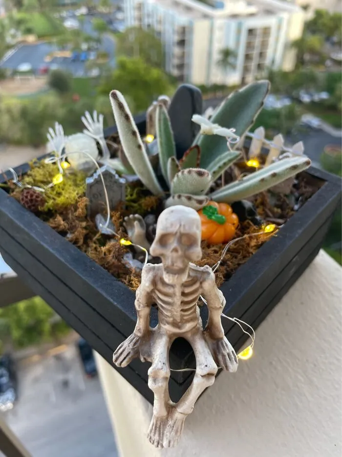 Succulent Grave