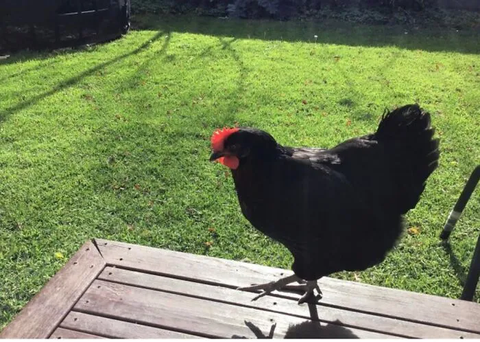 Finding A Wild Chicken