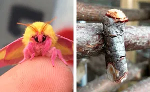 Bugs Are Truly Spectacular And Here Are 40 Pics To Prove That