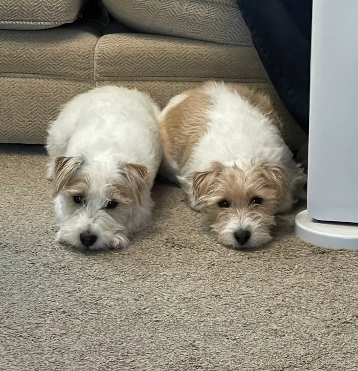 Jack And Charlie Trying To Make Me Get Their Meal :)