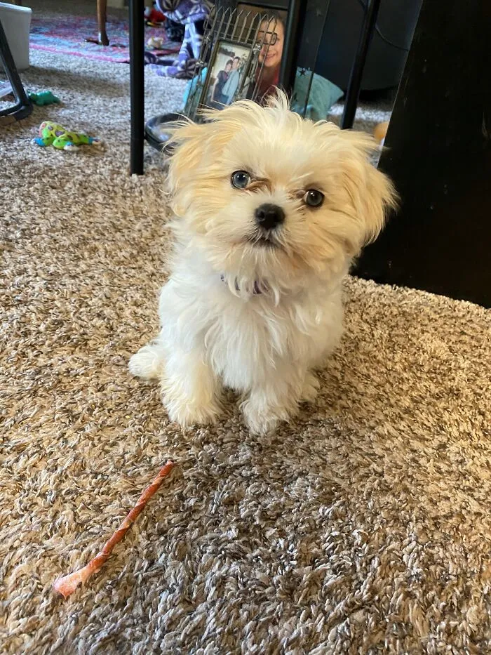Loki