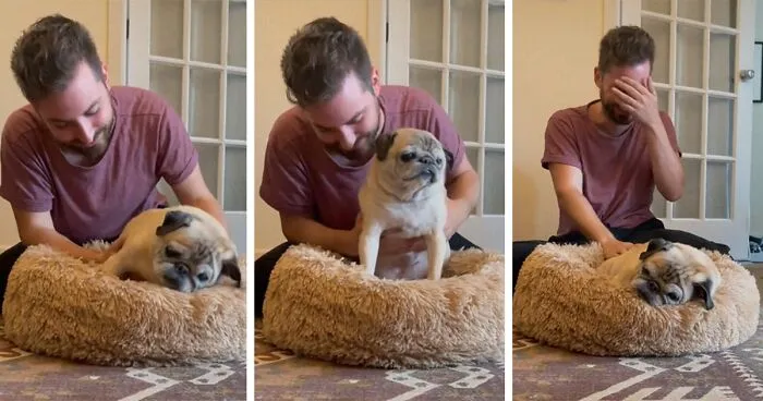 TikTok Video Of A Pug Being Way Too Lazy Goes Viral