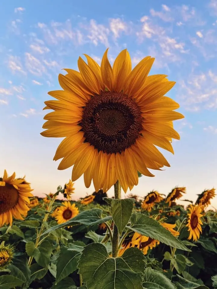 Sunflower Garden Taken By Ariunzaya Gansvh