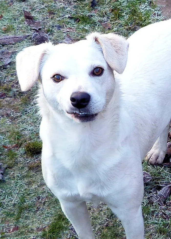 Rescued From A High Kill Shelter In Romania With His Bonded Buddy, Poor Boy Is Still Scared Of Everything.  He's Happy And Healthy Now, And The Sweetest Boy Ever! He Pulls The Goofiest Faces!