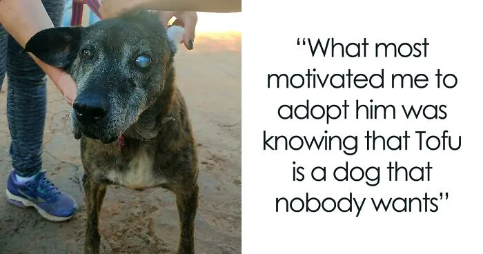 This Dog That Spent 10 Years In A Shelter Due To His Missing Leg, Old Age And Blindness Finally Finds His Forever Home