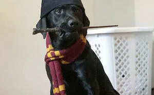 50 Pets That Slayed Their Halloween Costumes
