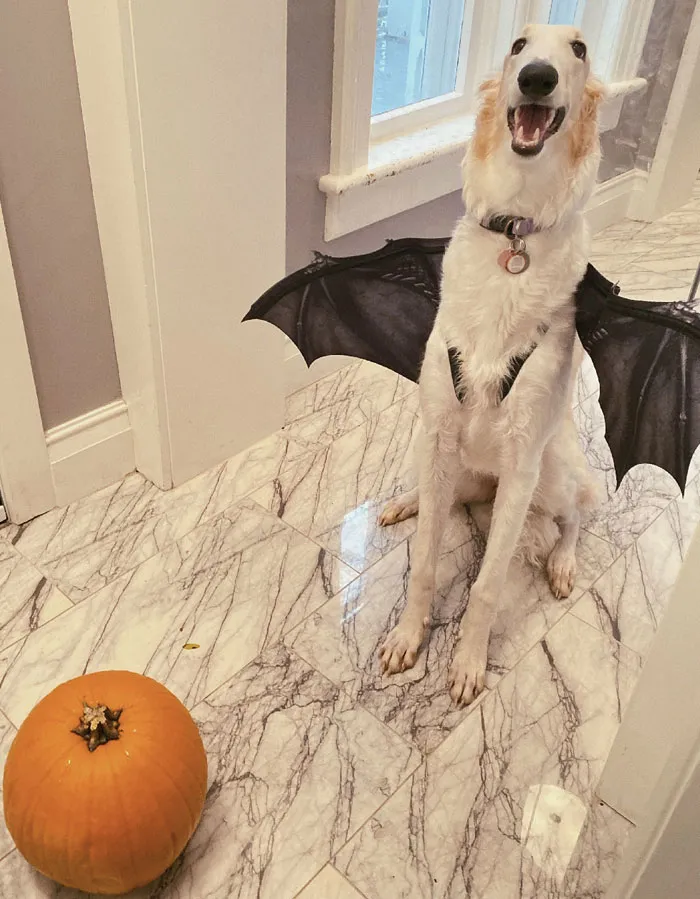 Borzoi The Vampire