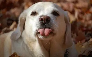 40 Most Popular Male Dog Names For Very Good Boys