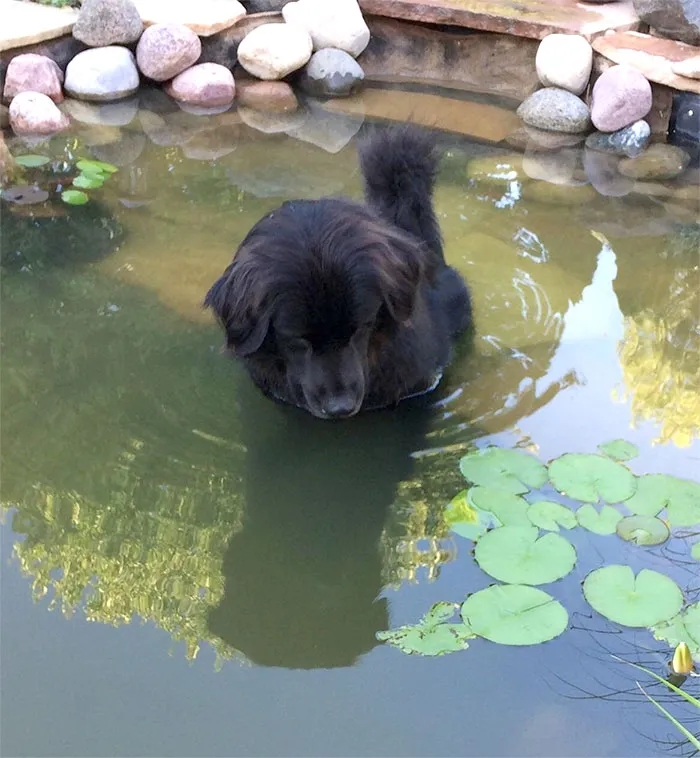 Zeus