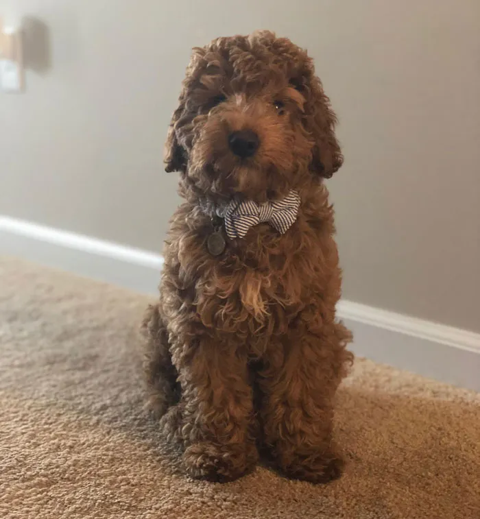 Winston