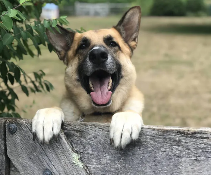 Toby