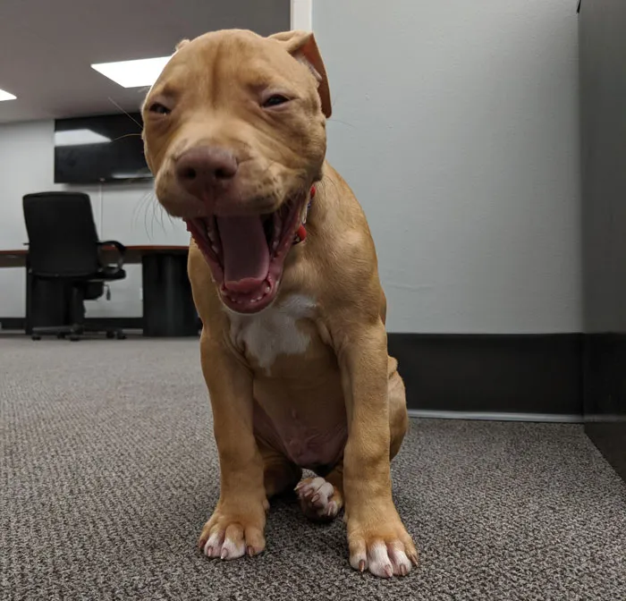 Leo