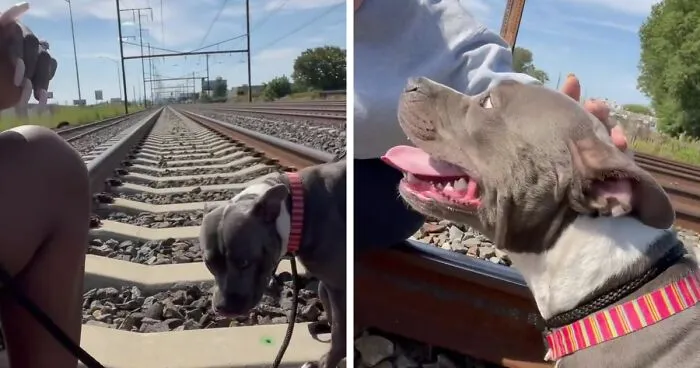 Woman Rescues An Abandoned Pit Bull From Railroad Tracks Seconds Before Train Comes
