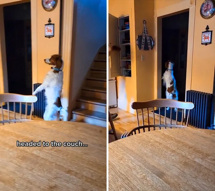 Fully Domesticated
