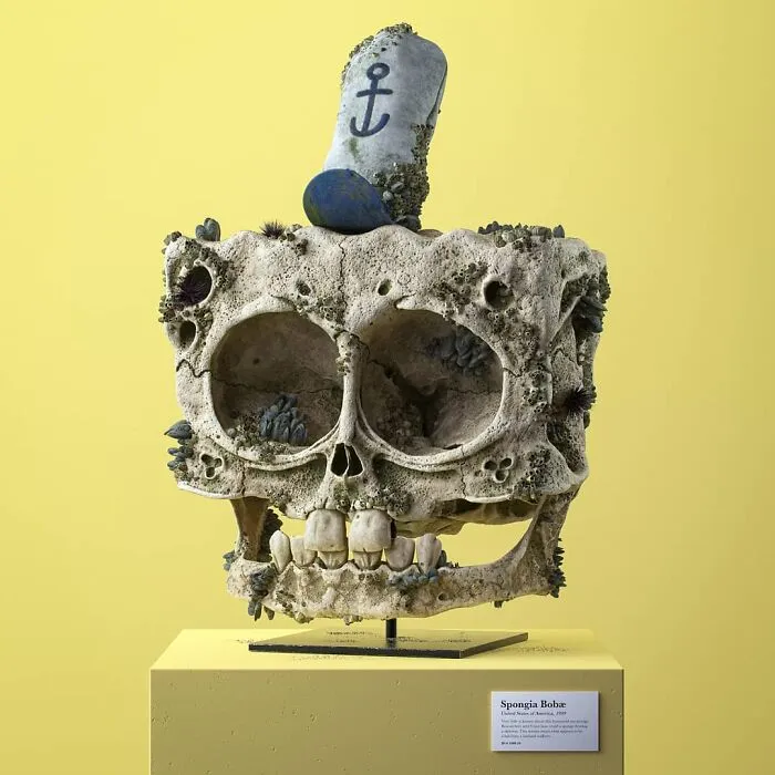 Spongia Bobæ