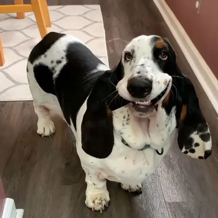Llevando una sonrisa a tu día