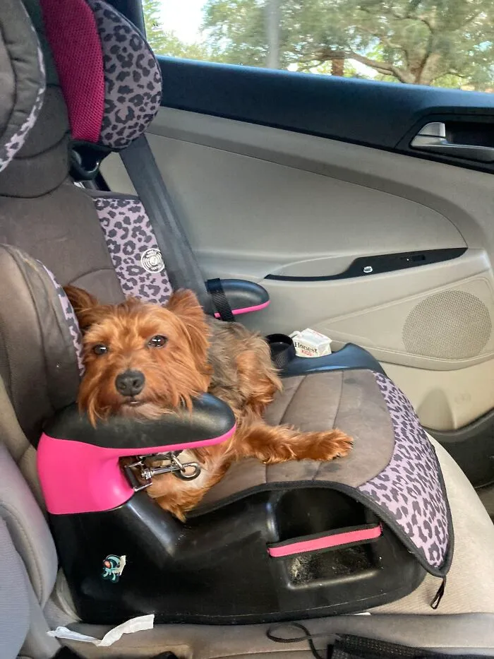 Winston In The Car